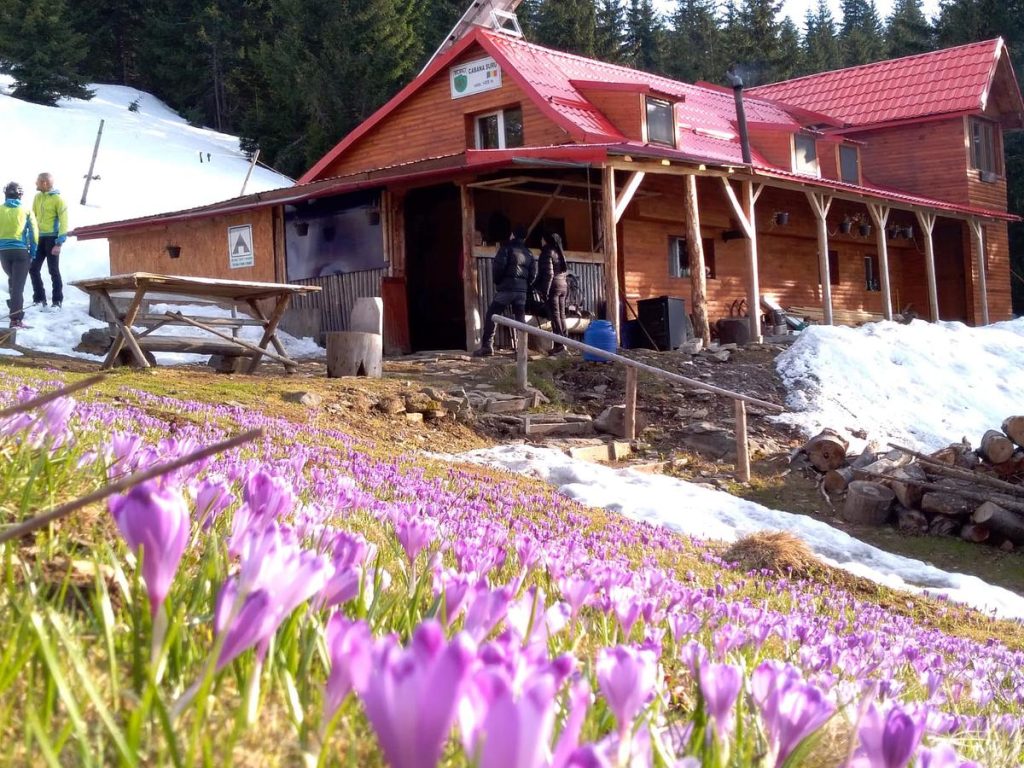Traseu montan Fagaras: Localitatea Avrig – Cabana Suru